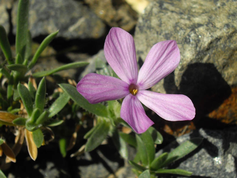 Phlox alyssifolia en fleurs dans une prairie sèche des Rocheuses